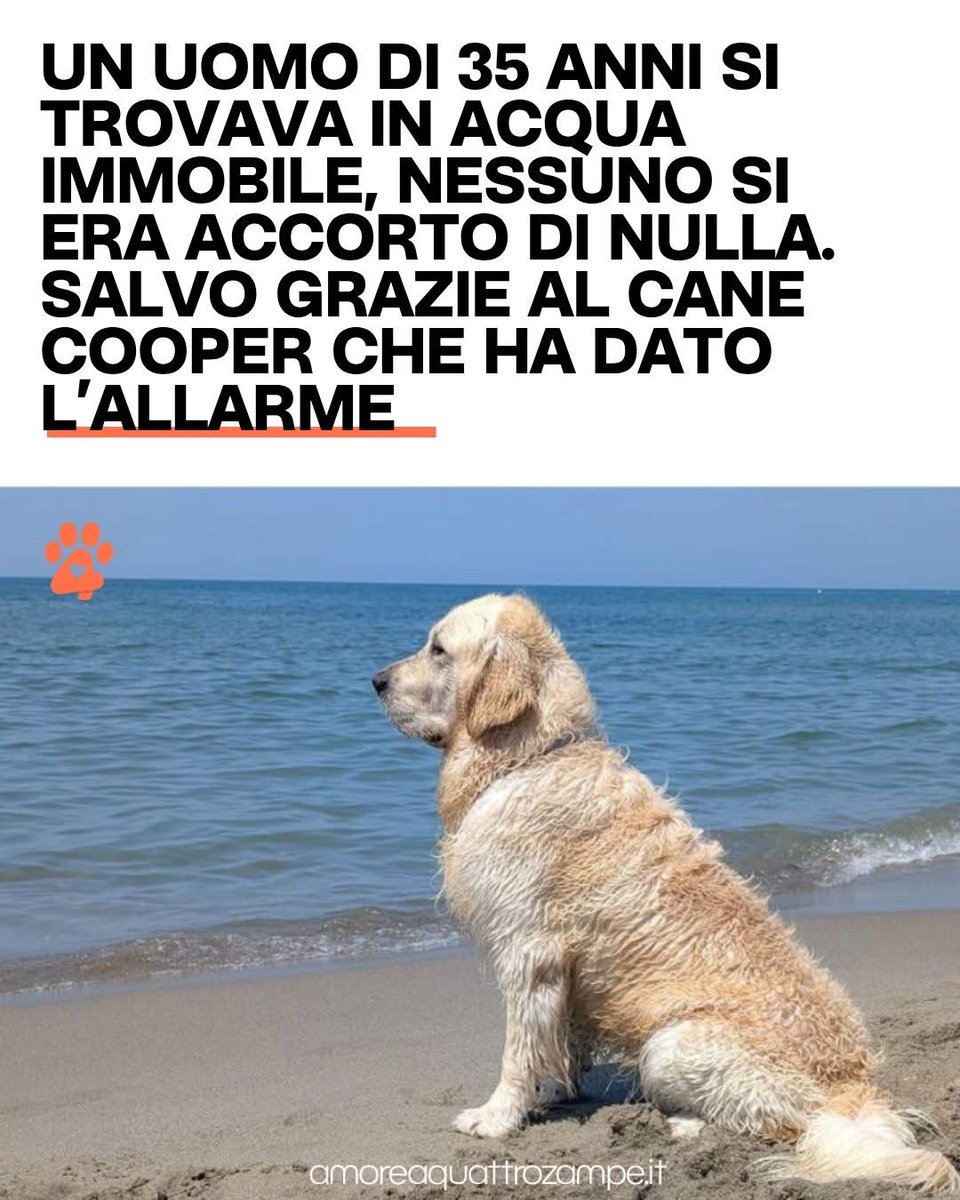 Amore4Zampe's tweet photo. Sulla spiaggia libera di Torre del Lago Puccini, domenica 31 maggio intorno alle 15:30, un uomo di 35 anni si trovava in acqua immobile, con il volto rivolto verso il basso.
Molte persone non si erano accorte di nulla.
Ma qualcuno sì.
Quel qualcuno si chiama Cooper. https://t.co/ZnesxbPd91