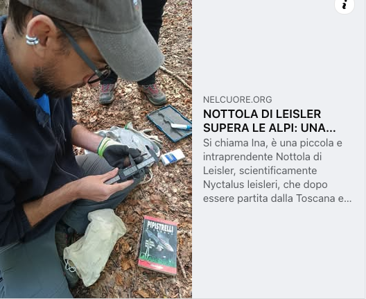 davisandc's tweet photo. Il monitoraggio dei chirotteri di Oasi Dynamo, con Cnr-Iret e National Biodiversity Future Center, continua a fornire dati sulla Nottola di Leisler. Il caso di Ina, dalla Toscana alla Germania, è tra i risultati più rilevanti
👉@nelcuoreorg: https://t.co/FHJ6ITgELj https://t.co/CjWUKypj74
