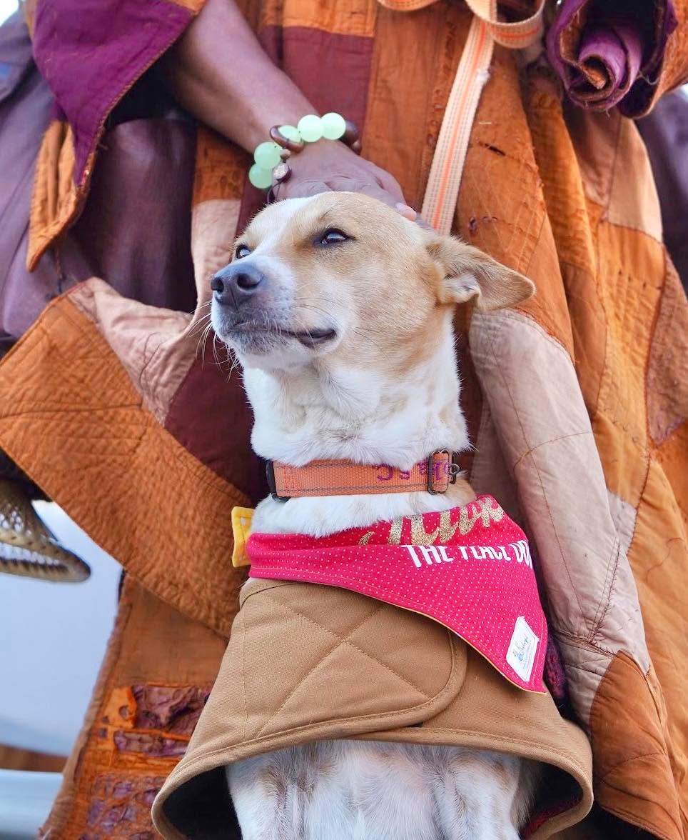 yadavnarender85's tweet photo. An Indian pariah dog, born on unforgiving streets, 
found salvation with Buddhist monks.
If Aloka can become a global peace symbol,
why does Bharat still treat voiceless with Cruelty? 
@narendramodi @ABC 
#AlokaInIndia #JusticeForAlokasFriends #AlokaThePeaceDog https://t.co/jdkvMkXdCy