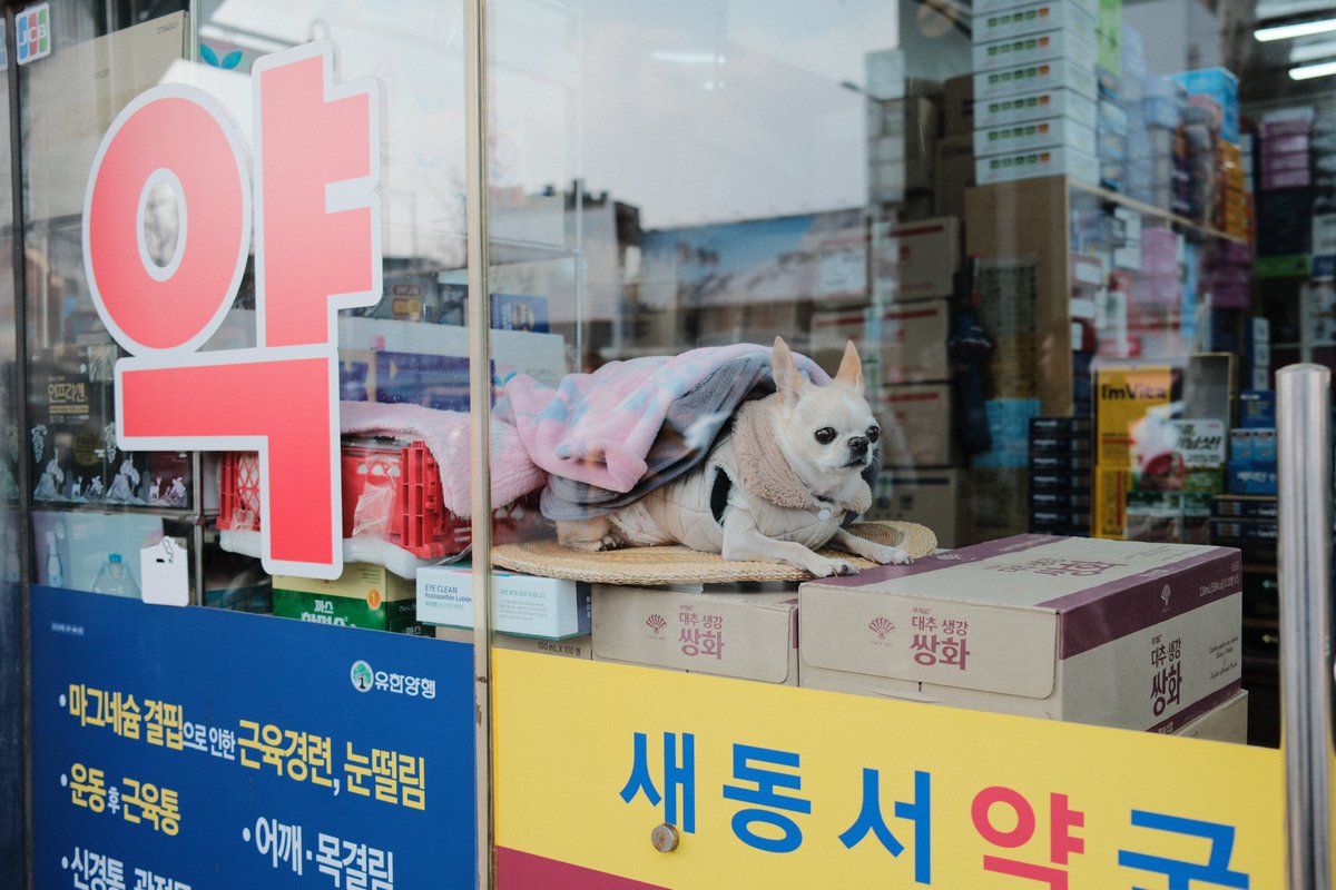 heiki_okk's tweet photo. 헉! 같은 강아지같다>.< https://t.co/cbu3ZOLcjJ