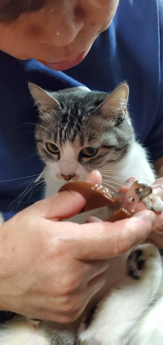 future_inp's tweet photo. 爪を着られる猫様 https://t.co/tjSJxLlZhn