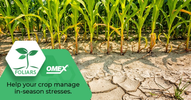 omexag's tweet photo. No matter the stress that hits your crop this season you can count on #Foliars from #OmexCanada to stimulate their growth &amp; development and help them recover. Talk to your local #AgRetailer or DM you #OmexRep for #C3, #P3, #Nutroboost and #SuperB https://t.co/pK2J0eH4uq