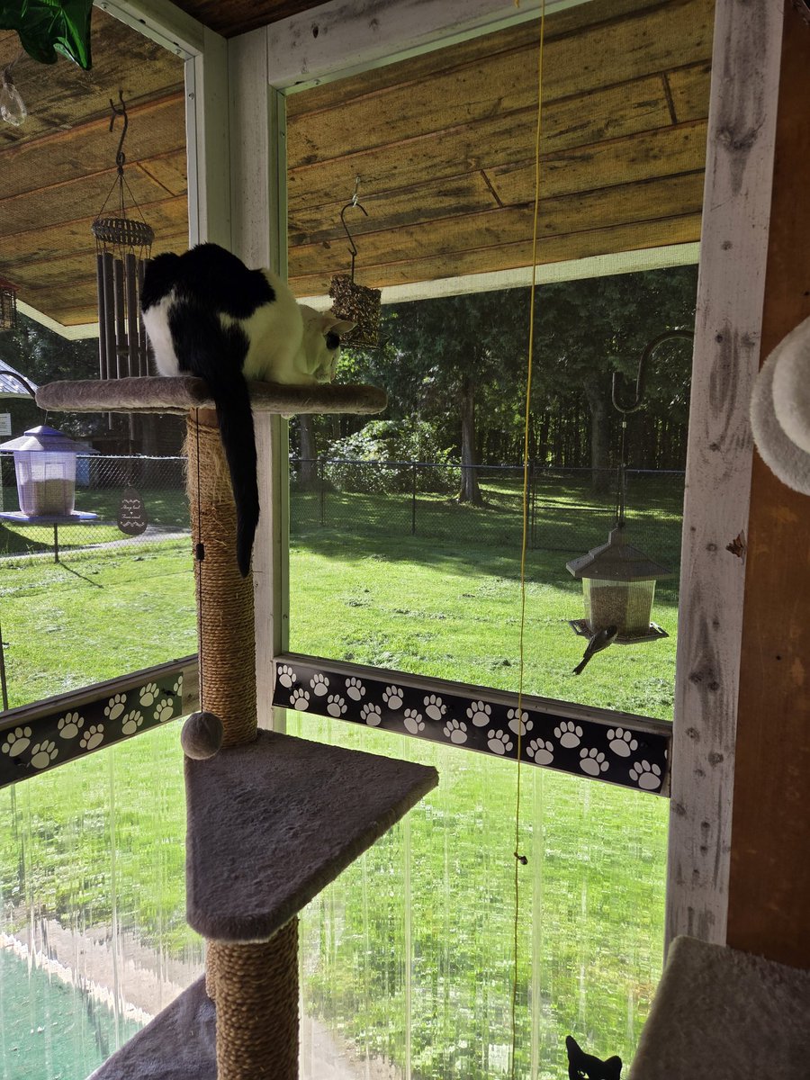 TheSprinklesCat's tweet photo. Mornings in my catio are lovely! Watching the little birds eat is a purrfect time of any day! Hope mew have a purrfect #MovingMonday! #cowcat #CatsofTwitterX #AdoptDontShop #StaySafeFurrends https://t.co/1p3mVbs5tP