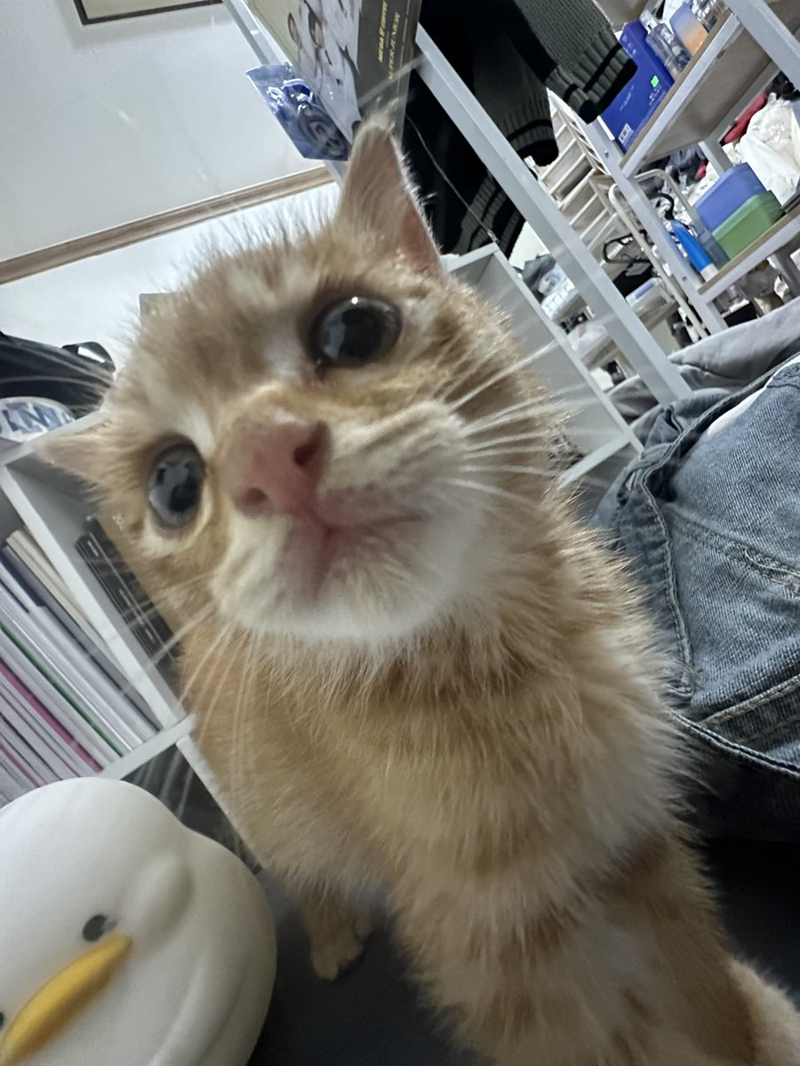 eunhxxk44's tweet photo. 예뽀니 아기고양이 망고

은혁이를 너무 집중해서 사랑스럽게 보길래 혁재의 ㄹㅈㄷ인 이달공. MANGO.가 생각나 색도 마침 노랗길래 망고로… 최초 은단이고양이 https://t.co/o4fvOraL6E