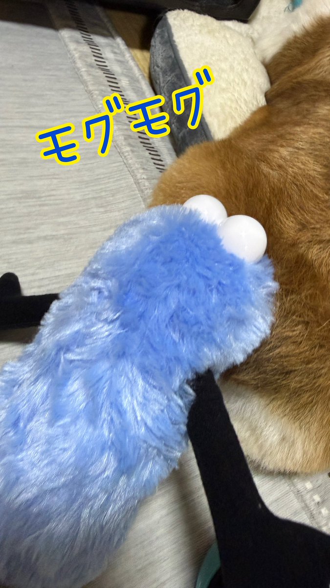 sweetlove071161's tweet photo. スンスンVSコーギー

#コーギー
#パペットスンスン https://t.co/2UYT9uewsn