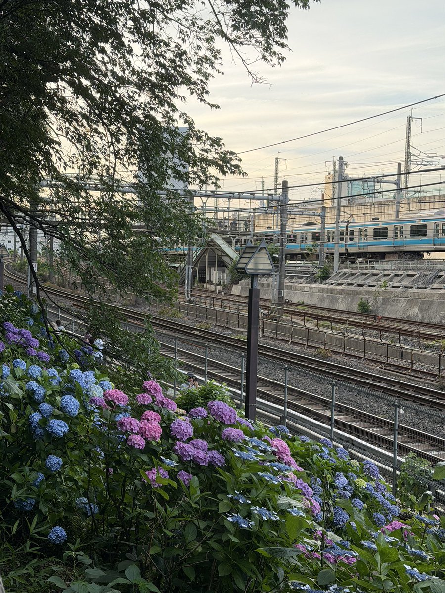 SherryRie3's tweet photo. 紫陽花の季節 https://t.co/2NcwZ0ohug