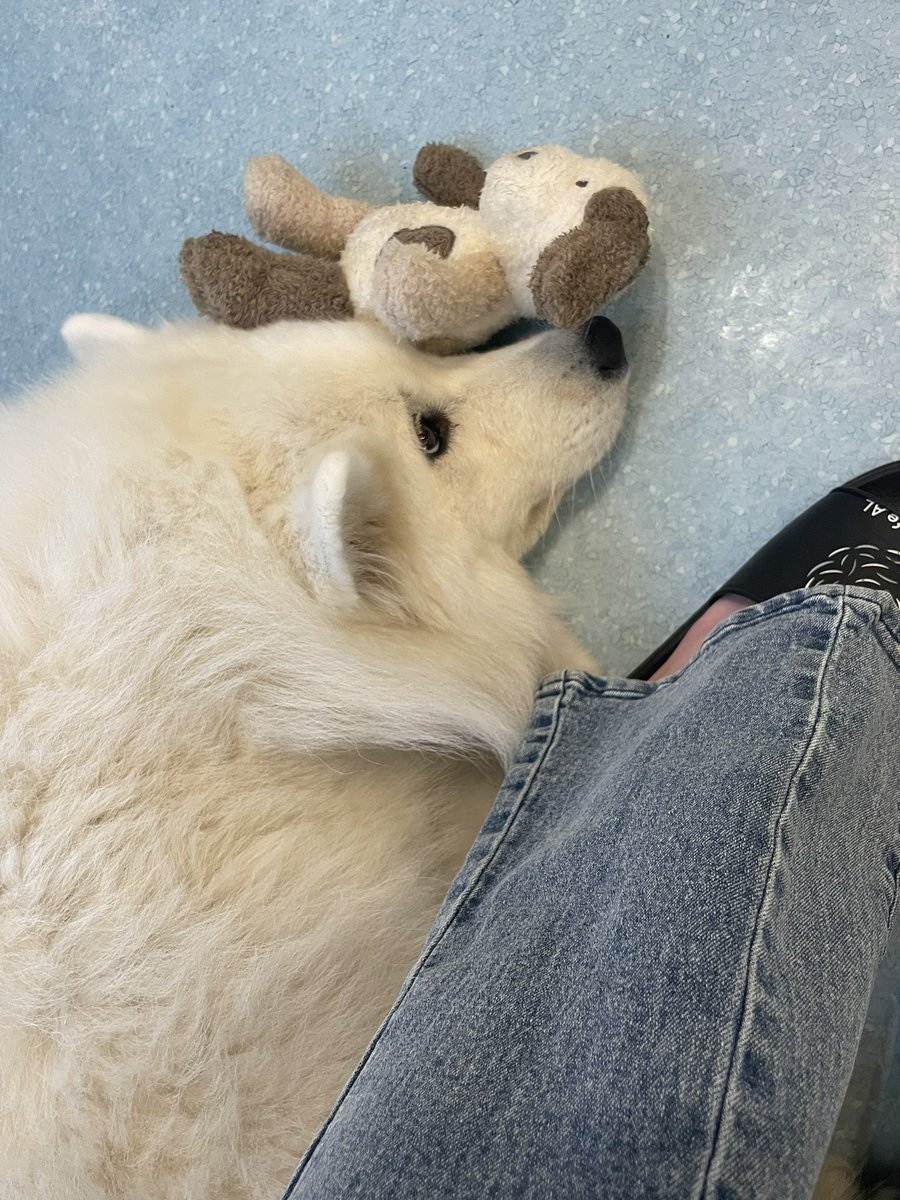pm_rin_'s tweet photo. サモエドカフェいったの🐶 https://t.co/MuXbnFQyBj