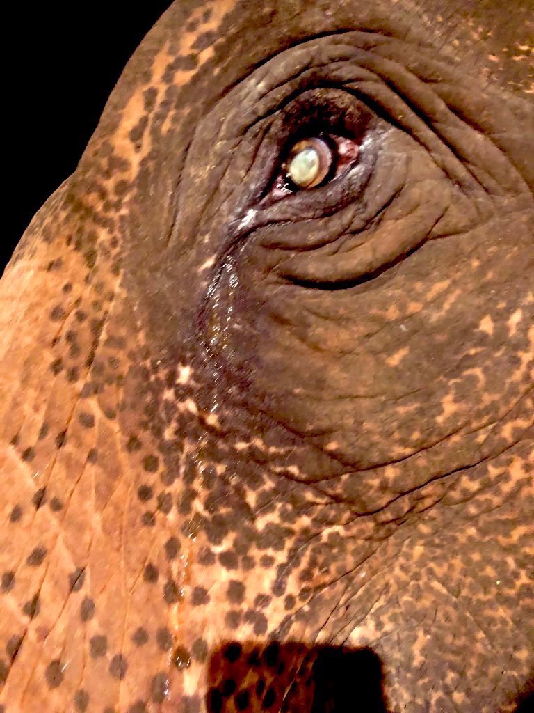 elephantsbbb's tweet photo. ค่ำคืนนี้เงียบจังเลยยายจ๋า🐘😭 ผลไม้ก็ขายไม่ได้สักตะกร้าเลย ยืนรอพี่ๆแม่ๆก่อนนะยายเดียวพี่ใจบุญก็มาป้อนผลไม้เรานะ เพื่อสมทบทุนนำไปซื้ออ้อยมาให้อีกหนึ่งชีวิตได้มีอ้อยเอาไว้กินครับพี่ๆ😭🙏🙏🙏🐘🐘❤️✌️✌️#ผลไม้ยกถุง250คะแนน
#ผลไม้4ตะกร้า150คะแนน
4260188294 ไทยพาณิชย์
นายชัยพล บมขุนทด https://t.co/qMWDUt8eIu