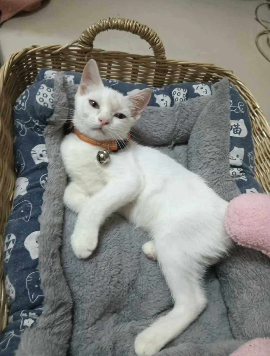 CatsterClub's tweet photo. หาบ้านให้น้องแมว (ฝากประกาศ)
ตัวสีขาว เพศชาย อายุ 3 เดือน
รับวัคซีนไข้หัดหวัดครบ 2 เข็ม วัคซีนสุนัขบ้า 1 เข็ม 
พิกัด : อ่อนนุช 
โทร : 088-9723061
ใครสนใจรับดูแลติดต่อหาเจ้าของได้เลยนะคะ หรือ ช่วยกันรีกระจายข่าวก็ได้ค่ะ มาช่วยกันหาบ้านอันอบอุ่นให้น้องกันนะคะ https://t.co/sHtnbXpVCj