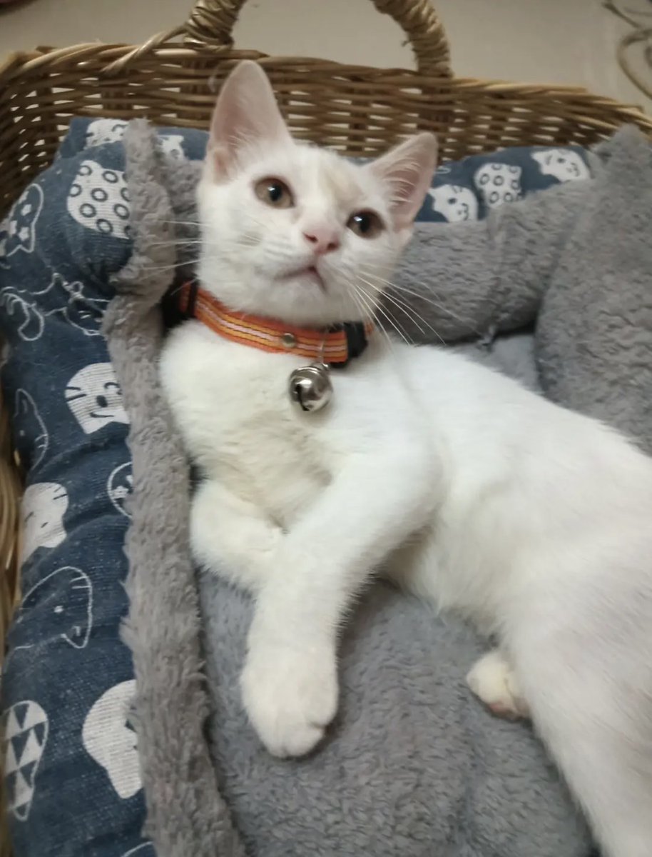 CatsterClub's tweet photo. หาบ้านให้น้องแมว (ฝากประกาศ)
ตัวสีขาว เพศชาย อายุ 3 เดือน
รับวัคซีนไข้หัดหวัดครบ 2 เข็ม วัคซีนสุนัขบ้า 1 เข็ม 
พิกัด : อ่อนนุช 
โทร : 088-9723061
ใครสนใจรับดูแลติดต่อหาเจ้าของได้เลยนะคะ หรือ ช่วยกันรีกระจายข่าวก็ได้ค่ะ มาช่วยกันหาบ้านอันอบอุ่นให้น้องกันนะคะ https://t.co/sHtnbXpVCj