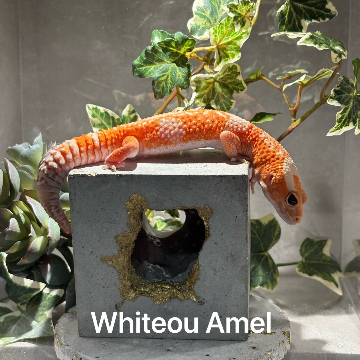 KATO_Nishiafu's tweet photo. 【ニシアフモルフ解説 #02】 Amel／アメル ニシアフにおける“アルビノ系”をおさらいしてみる🦎✨
　
昨日のノーマル編に続いて、今回はニシアフの中でも“アルビノ” Amel／アメル についてお話ししていきます。
　
アメルは、正式にはAmelanisticと呼ばれるモルフです。
簡単に言うと、通常のノーマルと比べて黒い色素が弱まり、オレンジ色が前に出やすいアルビノ系の表現です。
　
ノーマルのニシアフは、ブラウンを基調とした地色に濃いバンドが入るのに対して、アメルは全体的に明るい印象になります。
バンド部分も黒く残るというより、薄いブラウン、ラベンダー、グレー、紫がかった色味に見えることがあります。
　
アメルの面白いところは、同じアメルでも表現の幅がかなり広いところです。
オレンジが強く出る個体。 赤みが強く出る個体。 黄色っぽく発色する個体。 少しくすんだカラーになる個体。 バンドが紫っぽく見える個体。 全体的に淡く、柔らかい雰囲気になる個体。
　
一言でアメルと言っても、血統やライン、その個体が持っているポテンシャルによって、見え方はかなり変わります。
　
個人的には、アメルは“色の幅を見るモルフ”だと思っています。
ただ明るいだけではなく、
オレンジなのか。 黄色なのか。 赤みなのか。 ピンクっぽさなのか。 紫っぽさなのか。 バンドの色がどう残っているのか。
　
その子がどの方向に発色しているのかを見ると、かなり面白いです。
　
また、アメル単体の場合、目は完全なレッドアイというより、通常のニシアフと比べて少し色素が薄く見える印象があります。
黒目の中に赤みが差すように見える子もいれば、琥珀色っぽく見える子、少しグリーンがかったように見える子もいます。
　
ただ、アメル単体では、いわゆるラキビノほどはっきりした赤目になるわけではない印象です。
「目の色が普通のニシアフと少し違う」
くらいの感覚で見るとわかりやすいと思います。
　
繁殖面でも、アメルは少し整理して考えたいモルフです。
過去には、アメルのビジュアルメスは繁殖に使いづらい、もしくは使えないとされていた時期もあったように思います。
ただ現在は、メスも繁殖に使用できるライン、繁殖実績のあるラインも流通している印象があります。
　
そのため、アメルについては、
「アメルのメスはすべて繁殖に使えない」
と一括りにするより、
「ラインによって繁殖上の扱いが変わる可能性があるモルフ」
として見る方が現実的だと思っています。
　
ブリード前提でアメルのメスを迎える場合は、どんなラインなのか。 親に繁殖実績があるのか。 その血統でビジュアルメスが実際に使われているのか。
　
このあたりは確認した方が安全です。
　
アメルは、単に“明るいアルビノ”というだけではなく、色の出方にかなり個体差があります。
同じアメルでも、強いオレンジを楽しむ子もいれば、淡いラベンダー感を楽しむ子もいます。
黄色みが強く出る子もいれば、少しくすんだ落ち着いた色合いになる子もいます。
　
その幅こそが、アメルの魅力だと思います。
　
ニシアフのアメルを見る時は、
色がどれだけ明るいか。 オレンジがどれだけ乗っているか。 バンドに紫っぽさがあるか。 全体のトーンが淡いのか濃いのか。 目の色にどんなニュアンスがあるか。 成長によってどう色が変わりそうか。
　
こういう部分に注目すると、かなり楽しめると思います。
　
アメルは、ニシアフのアルビノ系を理解するうえで、とても大切なモルフです。
派手なオレンジの個体もいれば、淡く幻想的な個体もいる。
血統やラインによって、色の出方も、繁殖上の扱いも変わってくる可能性がある。
　
だからこそ、名前だけで見るのではなく、1匹1匹の色、バンド、目、血統を見ていくと、アメルというモルフの奥深さが見えてくると思います🦎✨
　
今回のモルフ解説シリーズ第2回は、 Amel／アメルについてのお話でした。
　
#ニシアフ #ニシアフリカトカゲモドキ #爬虫類 #ヤモリ #THESTOA