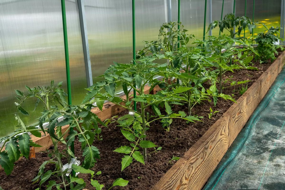 allotmentonline's tweet photo. So you have any tomato growing tips to add in addition to our video?โฆ
https://t.co/6r1xu8eZn3
#growingtomatoes #growingtips #tomatotips https://t.co/h5pKpGSwoF