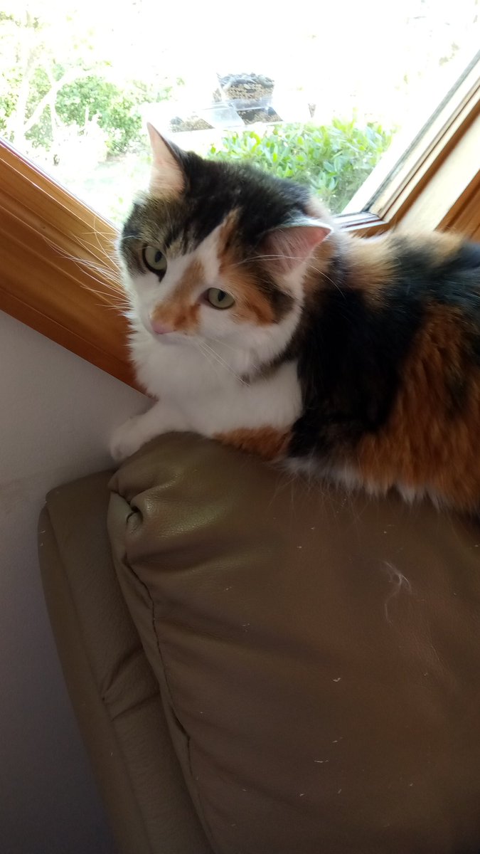 mums52's tweet photo. You wouldn't believe what the flying squirrel 🐿️ is doing #kravitzcat #watchercat Prudence https://t.co/RGCMI0iOvZ