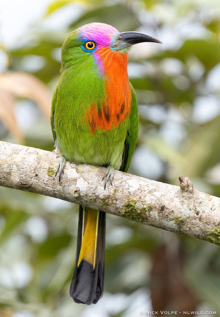 nvolpewild's tweet photo. Who’s the prettiest of them all? 🥰
The Red-bearded Bee Eater! 💅 https://t.co/mXACJhvS5I