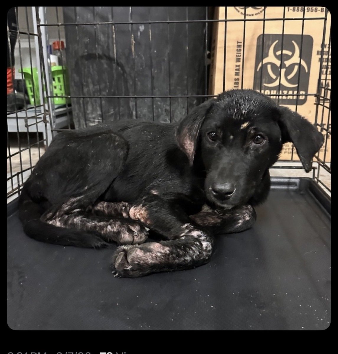 KellyG581976179's tweet photo. 🆘Urgent : Edinburg or McAllen ,Tx Area

This  is absolutely pathetic!!

3 month old , puppy Jojo is soon to be killed without a Rescue, (Pledges for Rescue), and Foster or Adopter .  
@Sandra1439701

He is located at ,Palm Valley Animal Society in Edinburg,  Texas.    

Please Share puppy JoJo to find the Hero that will Foster or Adopt him🙏