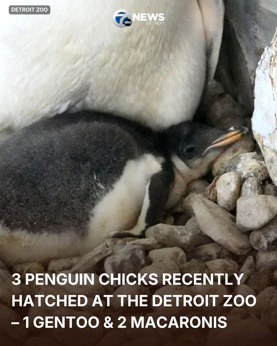 wxyzdetroit's tweet photo. The Detroit Zoo said three penguin chicks have recently hatched at the Polk Penguin Conservation Center.

According to zoo officials, one gentoo and two macaroni penguins hatched recently. Two of the chicks are bearing reared in the main penguin habitat and may be visible to the public for the next few weeks. https://t.co/8aDleopr6m