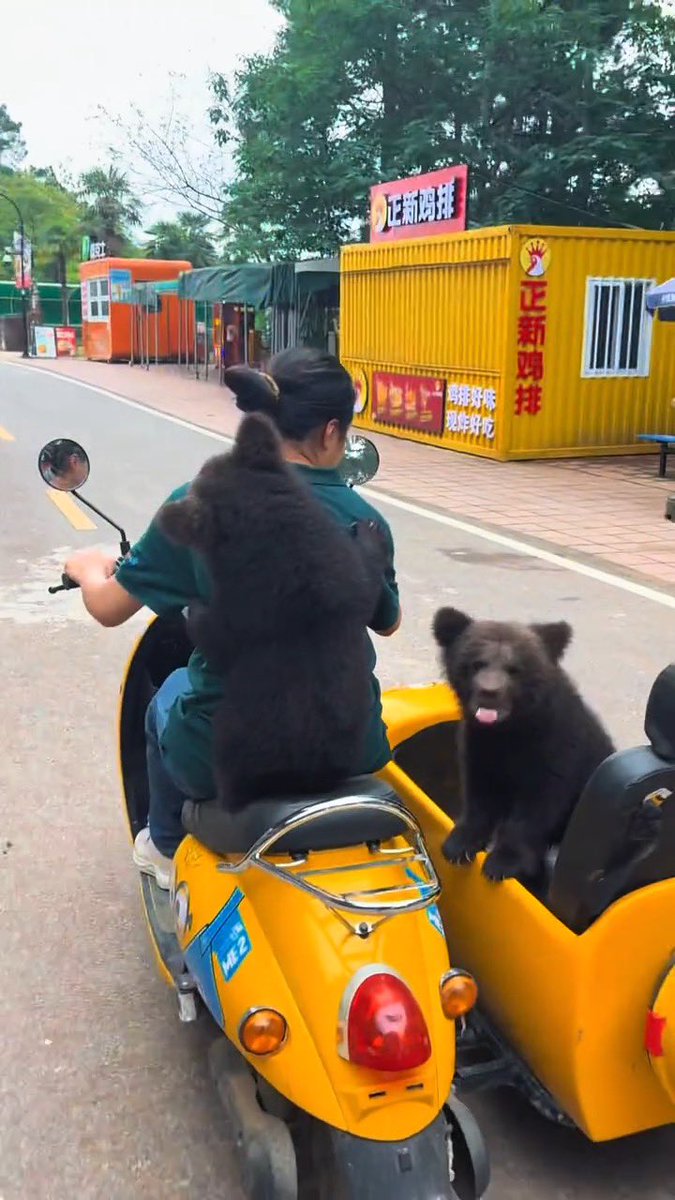 nagathuki's tweet photo. 「お待ちになってえ！(飼育員の)お姉様、わたくしもおバイク同乗いたしますわあー！お兄様、もうお準備万端ですのね」
「もちろんだよー！」
サイドカーに、いそいそと乗り込む元元ちゃま！
2026/5/22
#武汉野生动物王国
#ウスリーヒグマ
兄の #武安安(嘉豪)、 妹の #武元元(子涵)
2026年1月1日生 https://t.co/UQsRm2mkJ8