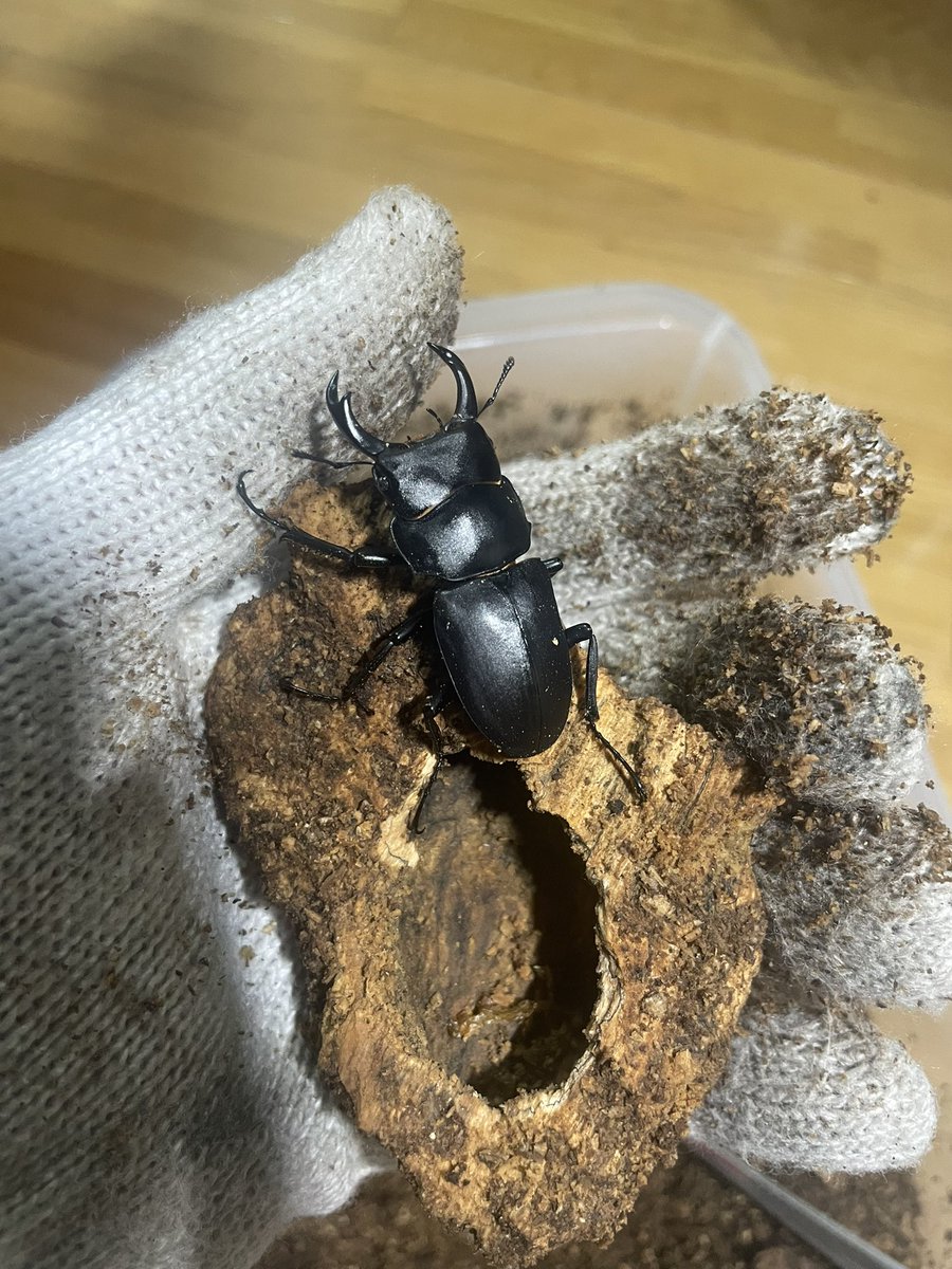 ShowtypeRa555's tweet photo. 10月にウダイカンバ材から採集してウダイカンバ材の大きめの欠片を沢山入れてマットで埋めて管理していたヒメオオが羽化していた。
太くてカッコ良い😎✨
何より材管理は割り出すのワクワクする！ https://t.co/DXfVz3S9y0