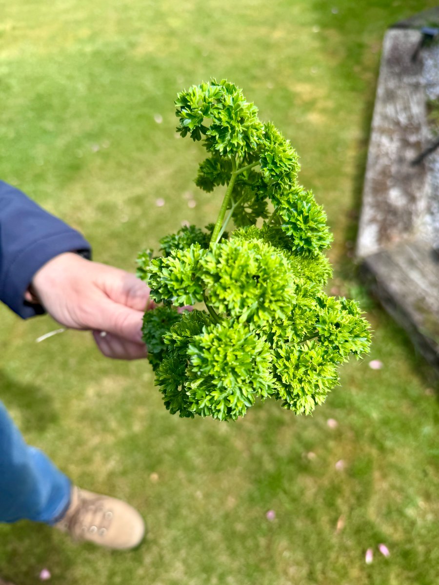 GYOmag's tweet photo. Our parsley is having a great 2026 so far! This is just a tiny bit...😁

Drop us a photo of your progress/success on the plot 🫶

#growyourown #growyourownfood #allotmentlife #allotmentuk #vegetablegarden #vegpatch #growveg #homegrownfood #kitchengarden #organicgardening https://t.co/CzZxyTaIhW