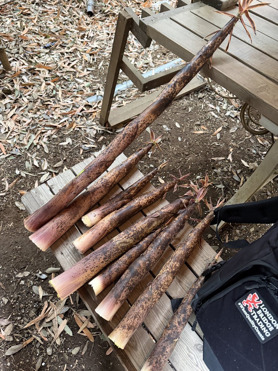 okkye14's tweet photo. 昨日のサバゲもNo.9さんで。
MCMRがめちゃくちゃ針の穴を通す射撃ができて楽しかったー。

エボルトRSは、よくできてるけど、そこが俺とはマッチしない感じで。
そして破竹のたけのこが出てたので持って帰りました。
ナインのたけのこは美味しい。 https://t.co/BowCk0gG0W