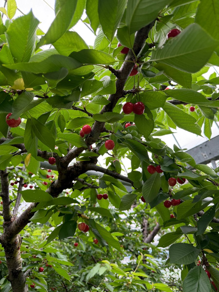 j952922's tweet photo. さくらんぼ狩🍒とパワースポット🤍 https://t.co/4FE82440oP