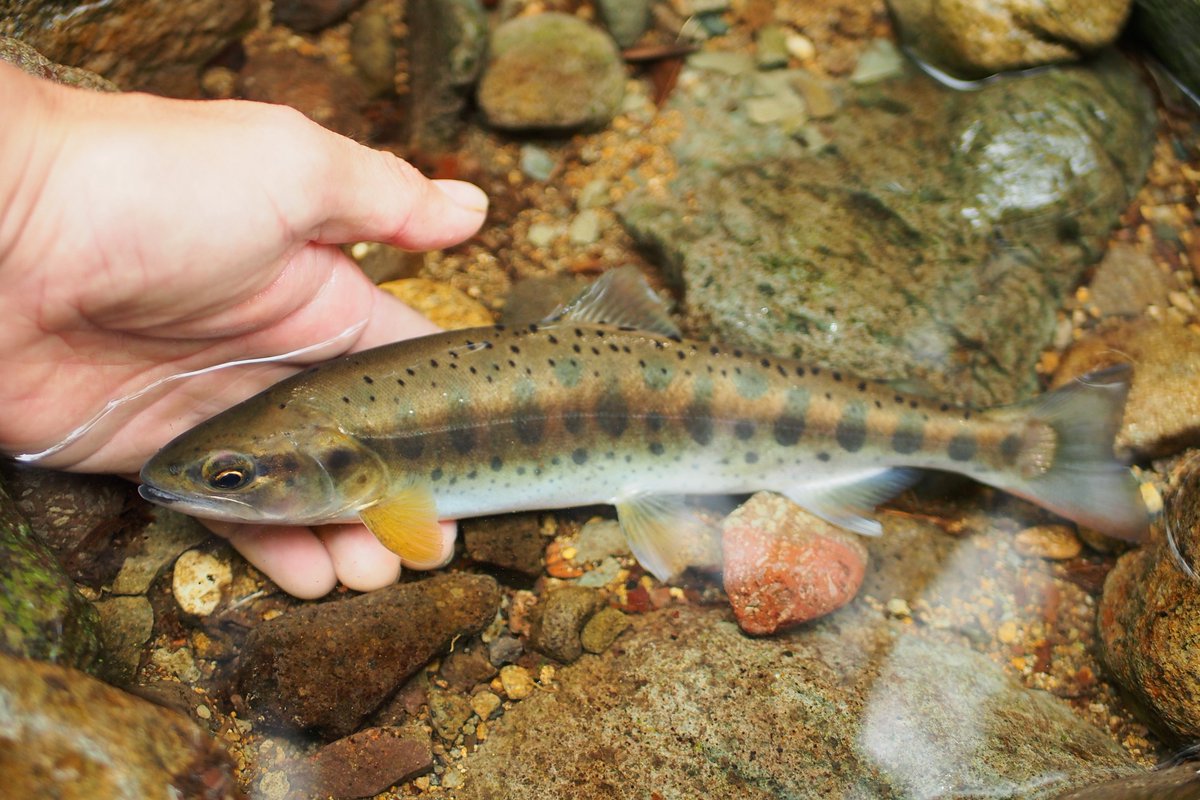 aki__fishing's tweet photo. ヤマメ
いい色 https://t.co/VoH0UP9CF5