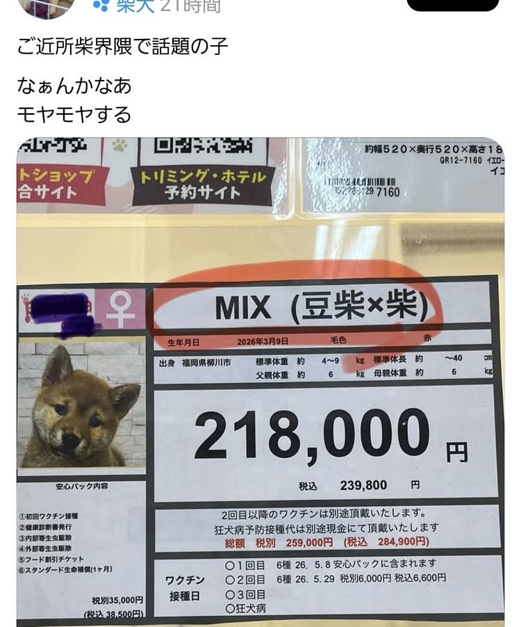 takashisawaki's tweet photo. 交配したのもアホ
この表示にしたのもアホ

「豆柴」や「ティーカッププードル」は、ただの「あだ名」です

そんな「犬種」は認められていないどころか、JKCがしっかり否定しています https://t.co/tpV5Gi5SAP