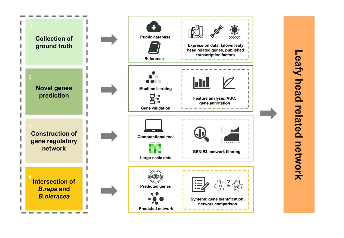 MolHort's tweet photo. 📑Integrative machine learning and gene regulatory network analysis identifies novel genes for leafy head formation in Brassica rapa and B. oleracea
https://t.co/s3oWtjwUEe https://t.co/0B5qsTyRu1