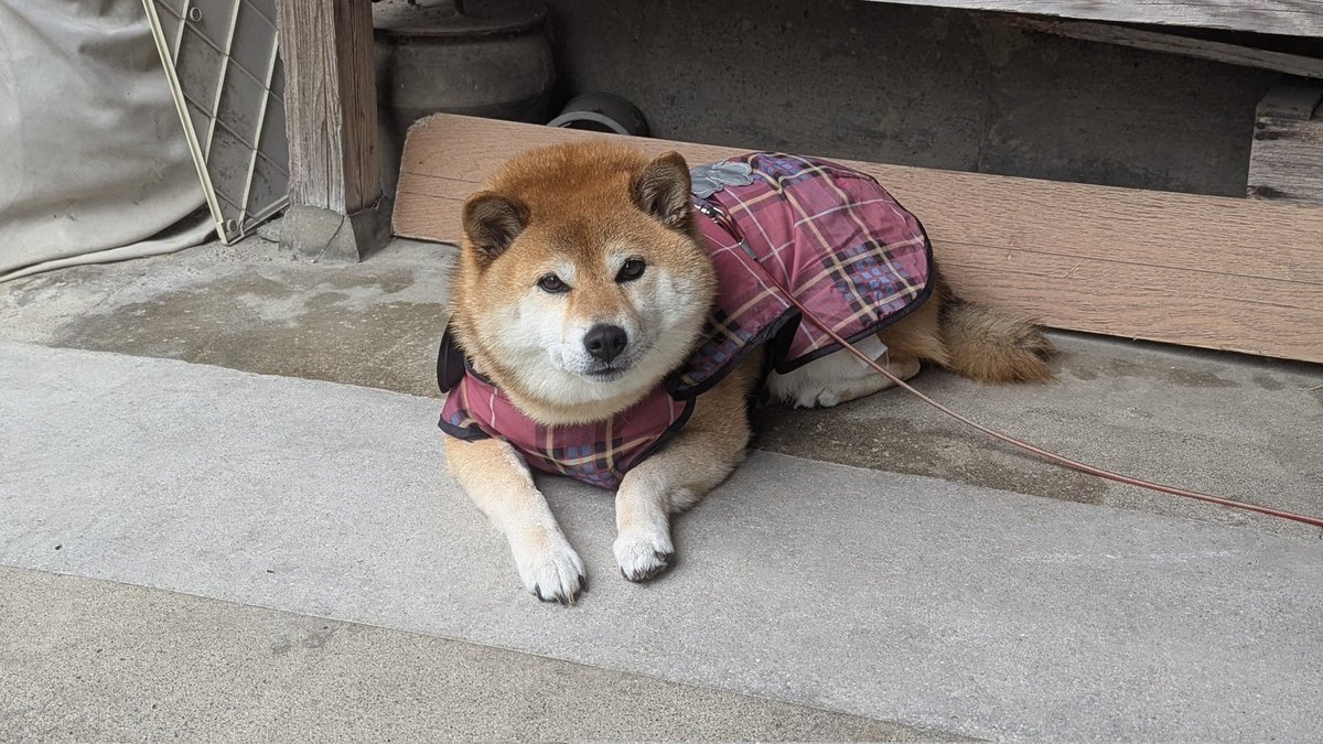 nonohime_shiba's tweet photo. カッパ着て終わりじゃないの、お散歩に行くの。 https://t.co/Qqjrz1XpiR