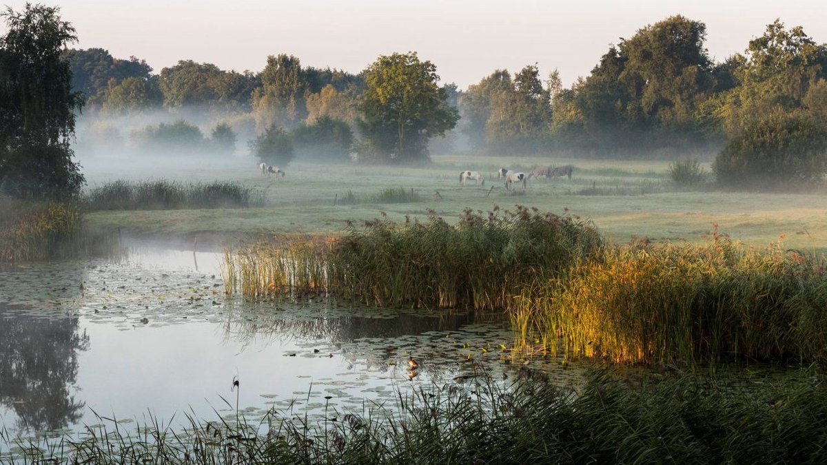 Brabant's tweet photo. Bijdrageregeling Aanpak Landelijk Gebied voor uitvoering projecten. De regeling is een van de instrumenten waarmee de provincie het geld kan inzetten dat het Rijk in 2024 heeft toegekend.
Lees meer: https://t.co/I7hq37Plf2 https://t.co/mUkXVRtvZa