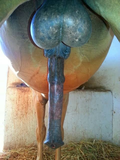 LHeresy33502's tweet photo. #horse #cock https://t.co/aSqZvLn9OG