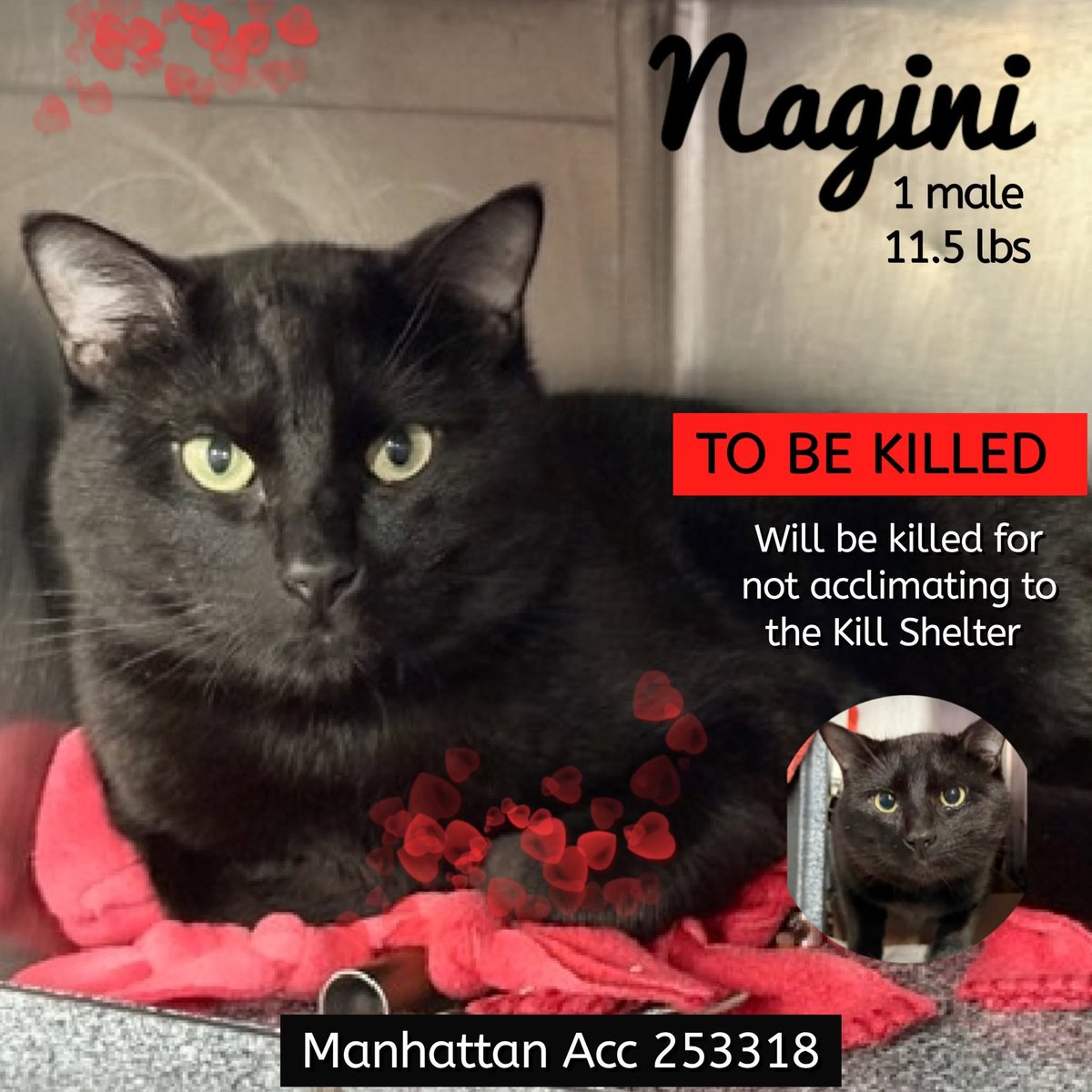 lordi1960's tweet photo. ♦♦TO BE KILLED - 12:00PM (EASTERN) TUESDAY 06/09/2026♦♦
♦♦SOS CODE RED♦♦

MANHATTAN ACC ADOPTABLE

❤️NAGINI 253318:
1YR | Male | Stray | 11.5 lbs

https://t.co/WqcMrGPpY6 https://t.co/SschfdqxYW