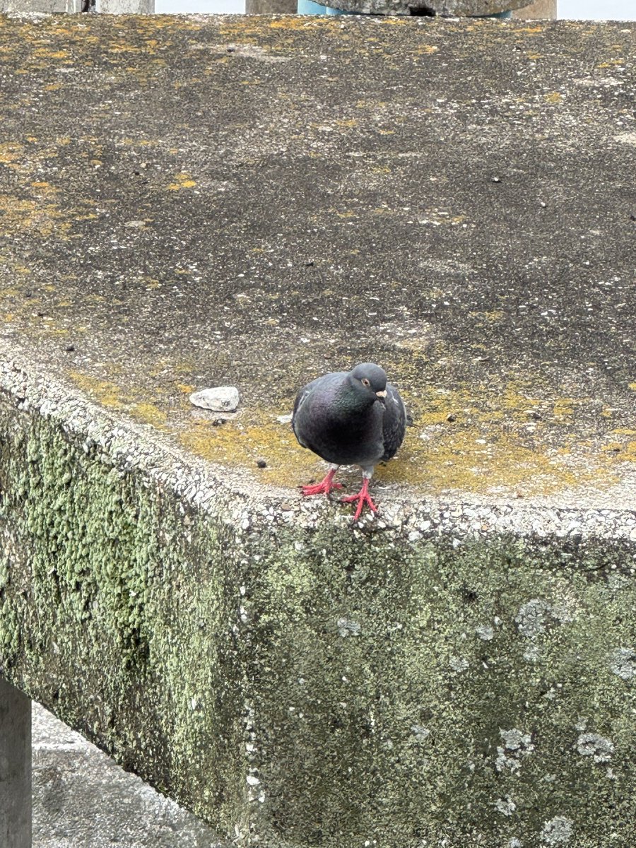 maxpocket1983's tweet photo. ハト🐦の動きを経営に取り入れようと

しばらく観察してました

目に映る全てのモノはメッセージだと

松任谷由実も言っていたので

何かしらヒントが隠されているはずです https://t.co/mcCoQaKMb4