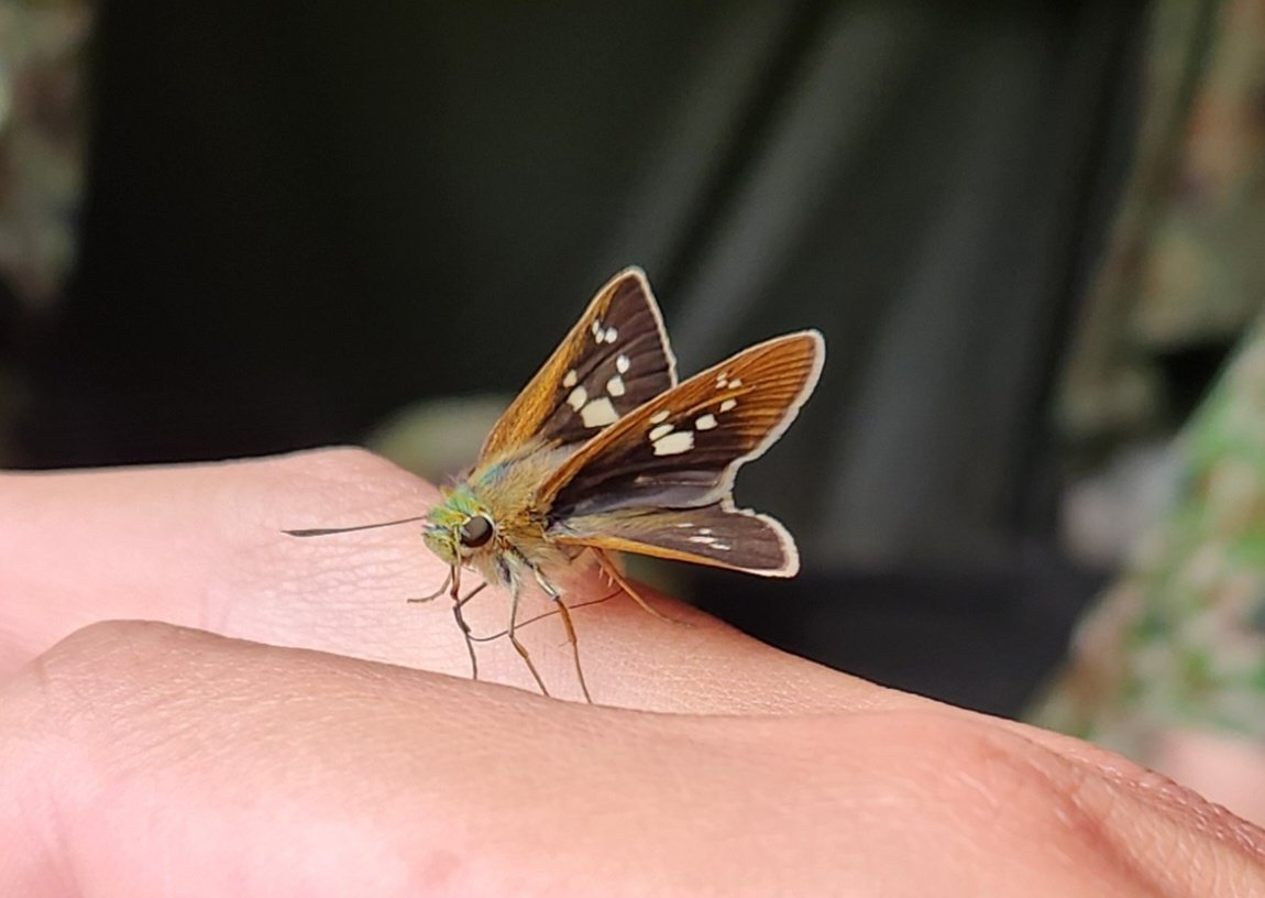 NANOSANsub's tweet photo. ワイの汗を吸うセセリチョウ🦋 https://t.co/y0ZDOe4Jv8