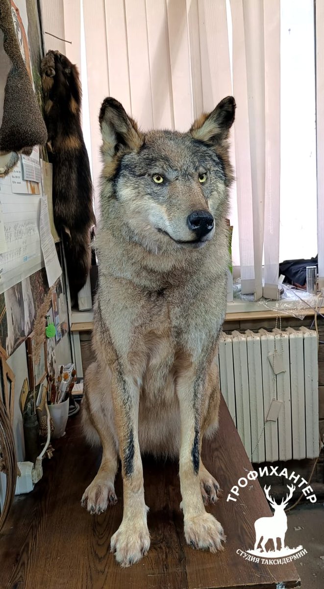 RuTrophyHunter's tweet photo. Новая работа Trophy Hunter: чучело волчицы без постамента и медальона — более бюджетный вариант с акцентом на сам силуэт, выражение морды и натуральную посадку. 
https://t.co/UO9kQ5ZrUk https://t.co/9MQdIIw4tq