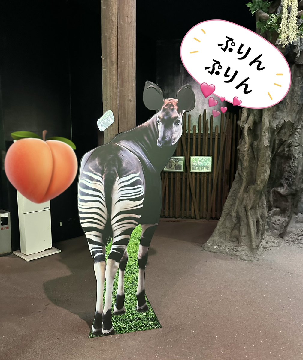meimi515's tweet photo. 【勝手にひとりあそび】
始まってすぐ、フと閃いちゃったの💡

「似てる動物見つけて後で報告しますねー🤭」

で、最後にお見送りあったから結果発表🎊
可愛さはペンギン🐧
大きさはホッキョクグマ🐻‍❄️
そして、お尻が…オカピ❣️

最近よくライブ中にぷりんぷりん🍑してるの見る。同じ…角度…👀じー https://t.co/mAxcYDpxe4
