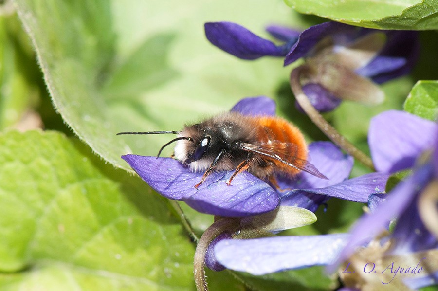RJBOTANICO's tweet photo. 📸🐝Taller de observación y fotografía macro de insectos polinizadores en su entorno natural.
Técnicas para fotografiarlos de cerca, conocer su diversidad y comportamiento, y observar sus interacciones con las plantas con Oscar Aguado
📅 26 y 27 de junio
 https://t.co/oF7zxXuGO7 https://t.co/SoPRSqTuZG