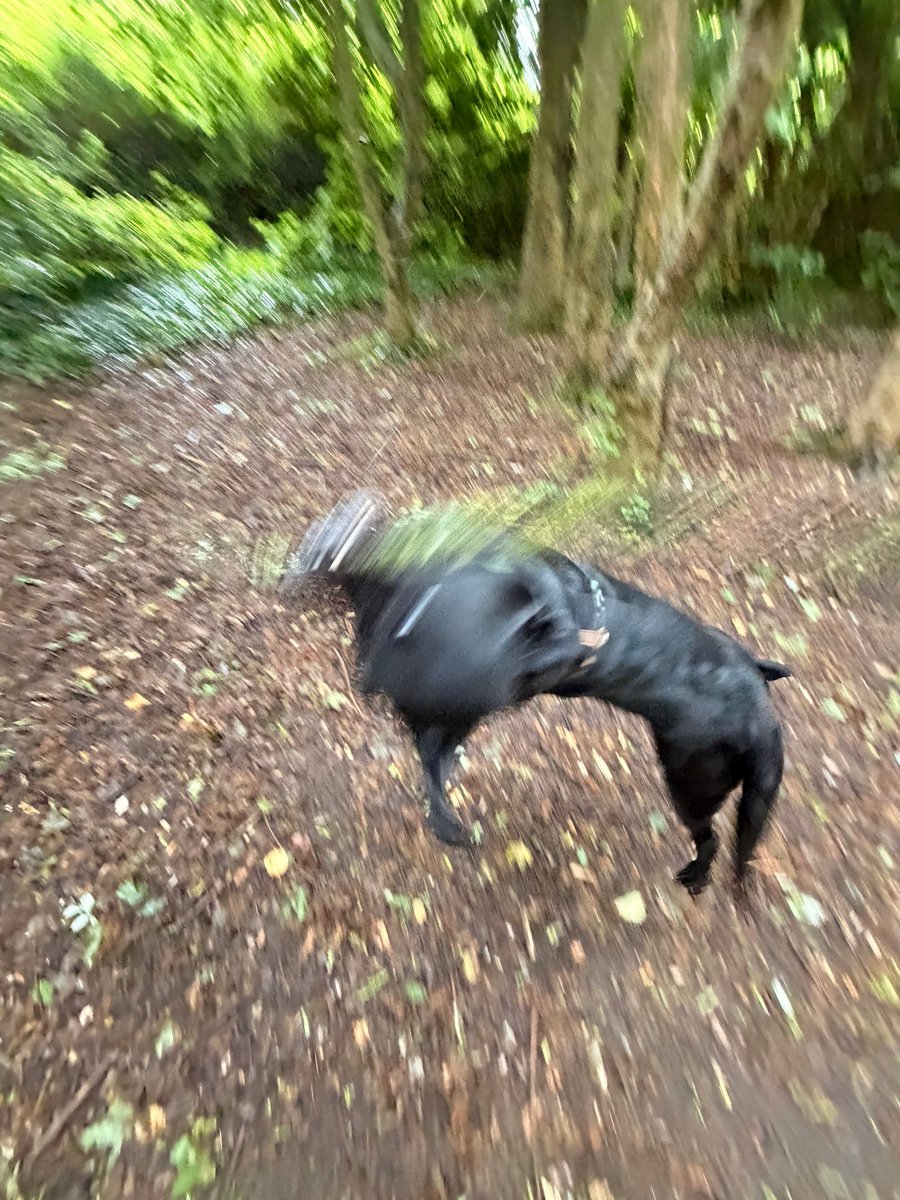 kwoade's tweet photo. Blair witch 3 trailer just dropped https://t.co/PeCzappQ3y