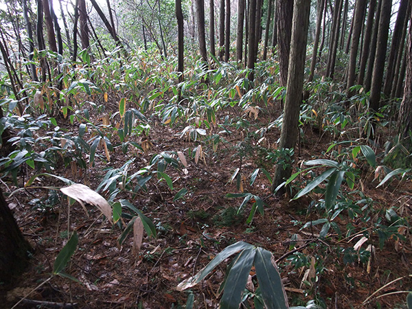 ohohnyan's tweet photo. 尼子陣所跡（島根県美郷町）

天文９年（1540）尼子詮久による吉田郡山城の毛利を攻めでは５ヶ月かけても城は落とせず、翌年１月に撤退を開始。
厳冬の中、退却戦は熾烈を極め、この陣所で敗走兵をまとめ江川を渡河し出雲へ撤退した。

#島根県 #美郷町 #城跡 #尼子 https://t.co/VKA5b7q4de