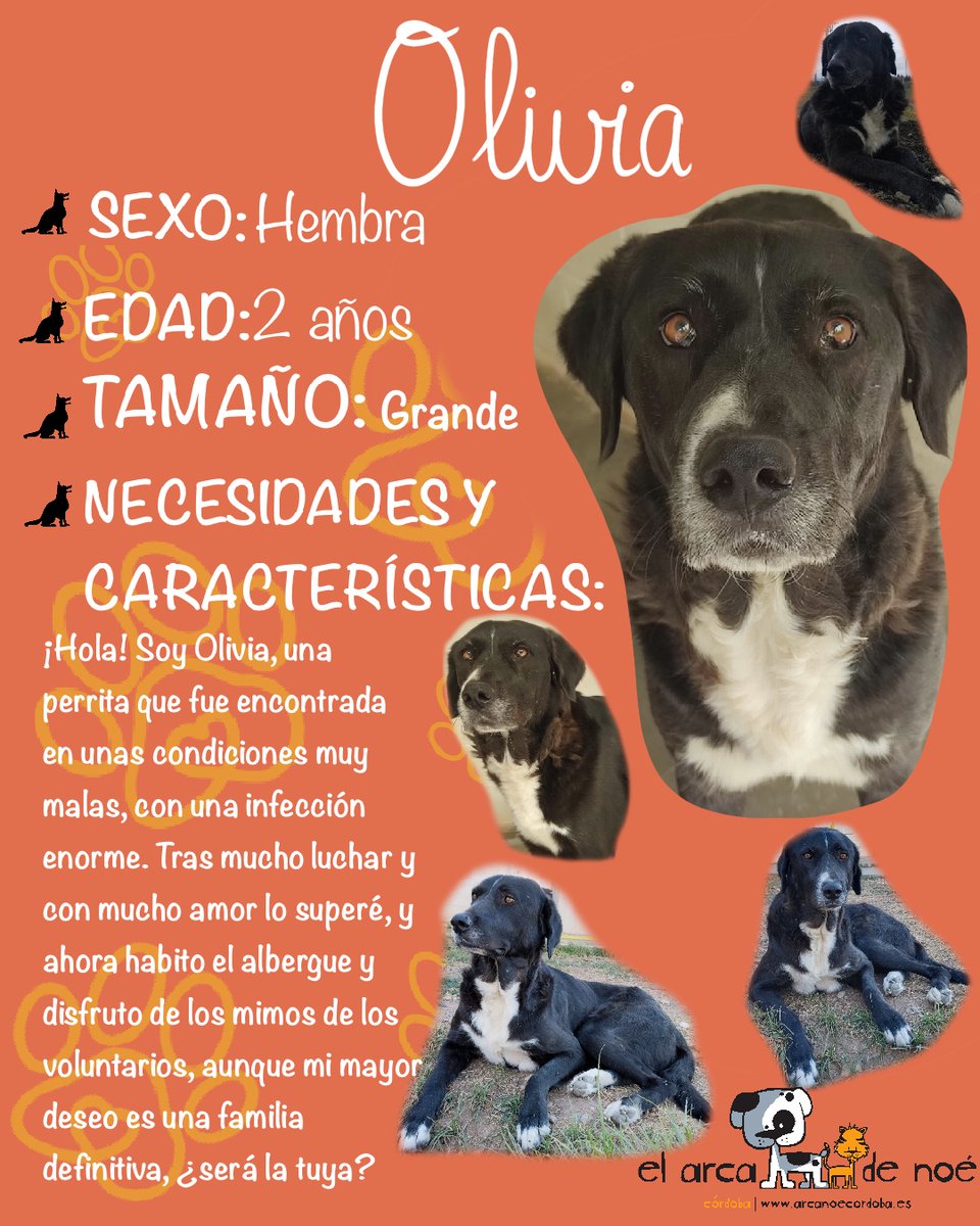 ArcaCordoba's tweet photo. OLIVIA

"Fui recogida en muy malas condiciones, tenía un bulto en la cara que casi me mata. Intervinieron a tiempo y, después de un ingreso y muchos cuidados, estoy recuperada. Ahora espero mi hogar para siempre, siendo toda una señorita cariñosa."

🖇️: https://t.co/Nr46frMPqu https://t.co/dj2gFOLtam
