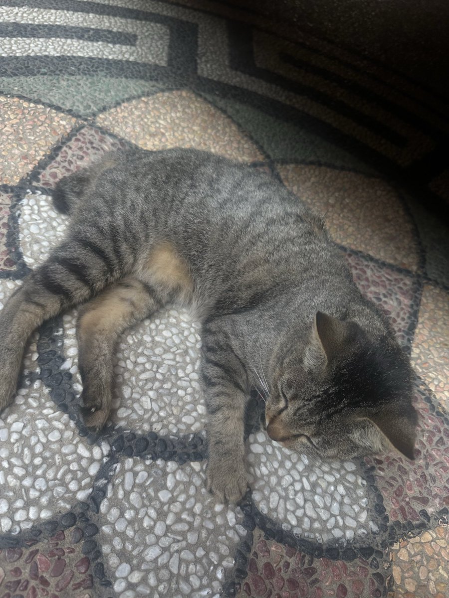 slafkov's tweet photo. jadi kucing ini karena sering mangkal di rumah gue dan basically build her territory there, akhirny dikasi nama siti sama keluarga gue😭 and suprisingly for a car that doesnt have owner, kuku dia ini rapih dan gapernah tajem?????? https://t.co/F7qsUAfUEu