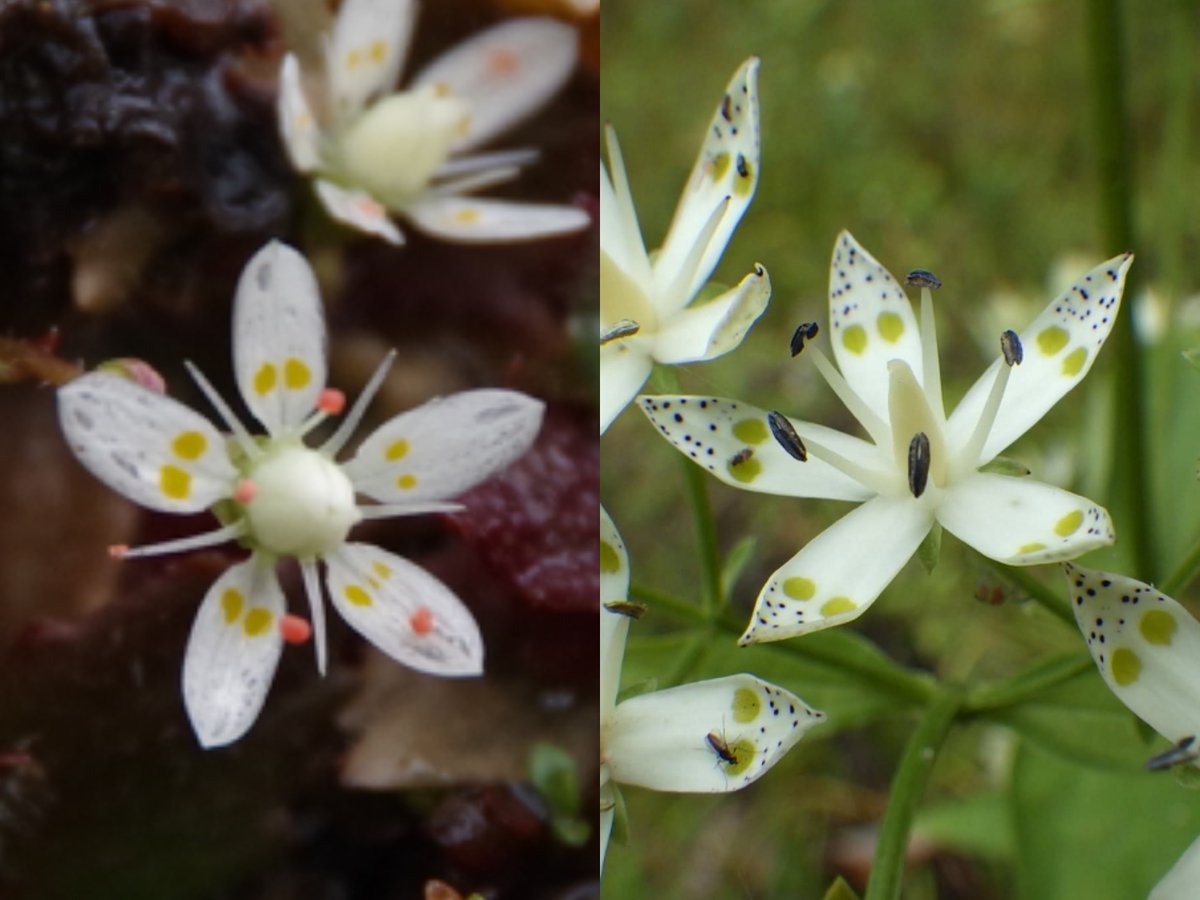 アイルランドのStarry Saxifraga（左）の花びらにある黄色い二つの斑点