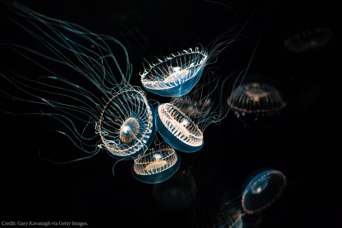 ZenvoAuto's tweet photo. These tentacles look just like your flowing hair. Their surfaces are actually covered in thousands of tiny stinging cells (nematocysts), which work as the jellyfish's defense tool. @IBGDRGN https://t.co/IRcwsgEc0V