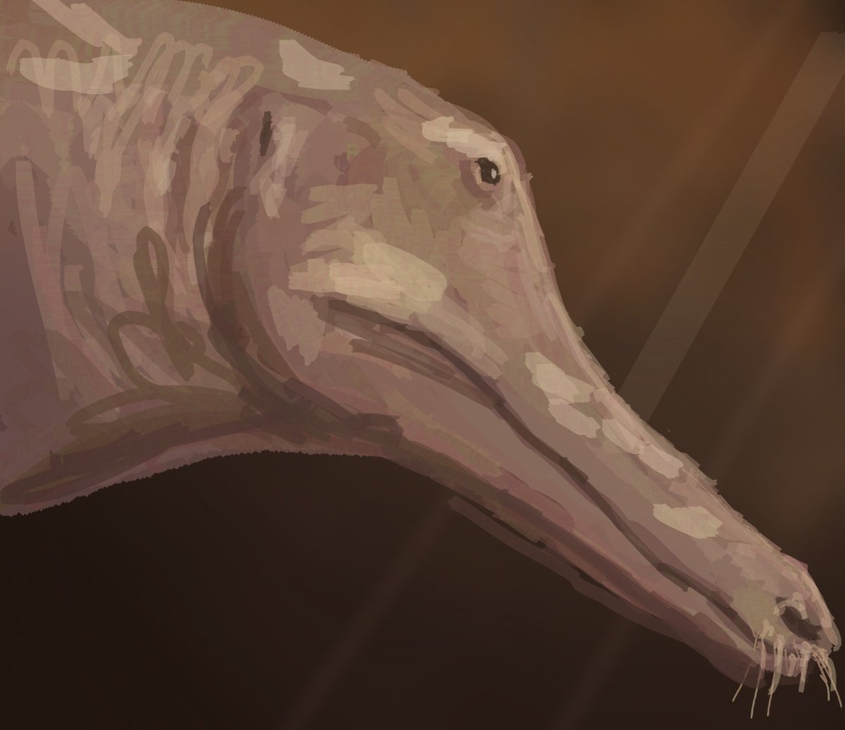 Rodent357021's tweet photo. For the great @JoschuaKnuppe’s birthday we did a special #paleostream flocking! This week we drew Numidotherium, Kutchicetus, Desmostylus and (unpictured) Therizinosaurus! https://t.co/zhU30C1MXH