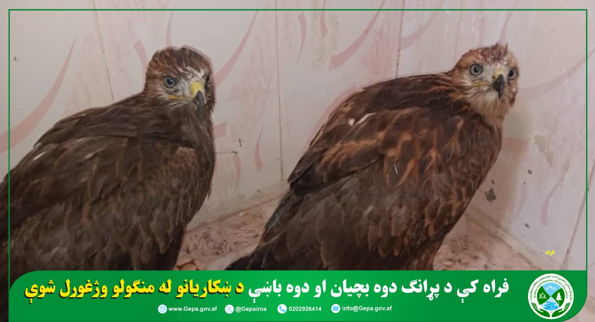 nepairoa's tweet photo. د فراه ولایت د چاپېریال ساتنې ریاست له لوري د امنتي ارګانونو په همکارۍ د پرچمن ولسوالۍ په مربوطاتو کې د یوه شپون لخوا د پړانګ دوه بچيان نيول شوي وو چې د پرچمن ولسوالۍ مسوولینو ته یې سپارلي وو...👇
https://t.co/DM4R8yvC5l https://t.co/QyD0Yg0ESk