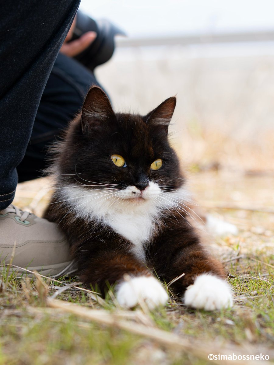simabossneko's tweet photo. スフィンクス座り✨足元でひと休み🐾
Sphinx pose✨
Taking a cute little break🐾

#猫 #cat https://t.co/UU1Iw84uKj