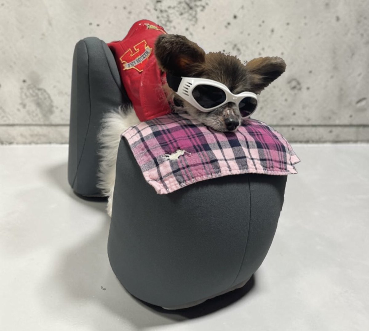 happy_peco1's tweet photo. 店長です‥リラクッションライダー参上🐾散歩中「光の屈折.光の点滅」などの視覚刺激によって誘発される発作予防にゴーグルデビューしたです🐶 #秘密結社老犬倶楽部 #死ぬ死ぬ詐欺 #光過敏性発作 #わたしの仕事は元気でいる事です https://t.co/xO9GsnD9Ct
