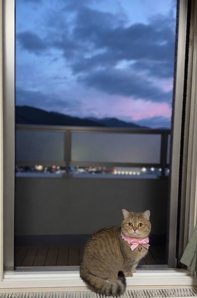 karenren3171's tweet photo. 1日お疲れ様でした

昨日の夕焼けでしたがピンク色で綺麗でした💖
桃ちゃんがお空から見ていてくれている様でしたよ✨

今週も宜しくお願いいたします
 #菜々華の成長日記
  #ブラウンズの日常 #ねこかわいいね https://t.co/56gAH4mPxF