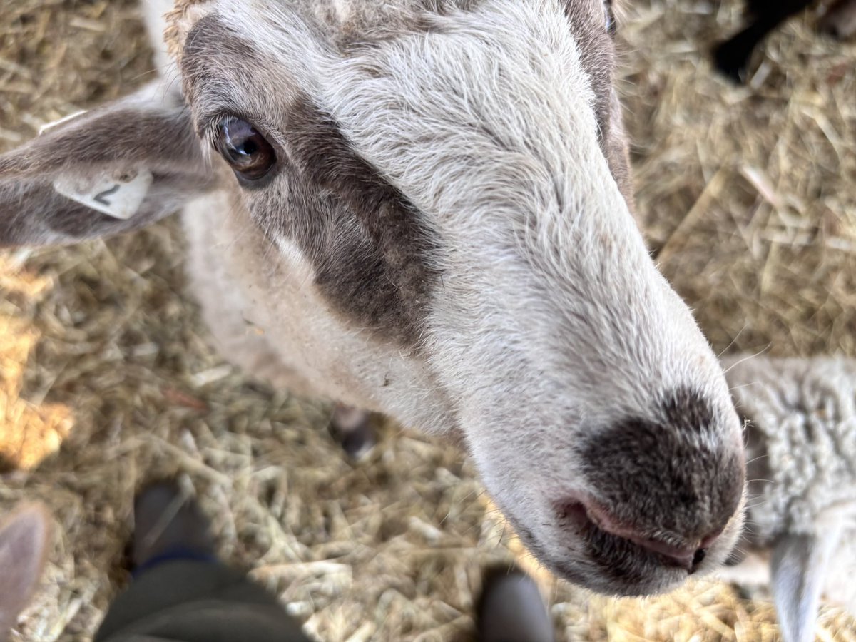 428Yt's tweet photo. 私も好きだけど、絶対私のこと好きだよね？🐑

毎日遊んでたら仲良くなったw
ミルクあげてないと羊ってあまり懐かないんだけど顔面推しだったから毎日アピールしたら懐いたwww

これぞ、ときめきメモリアルひつじVer.攻略！ https://t.co/AWNND9MPAa