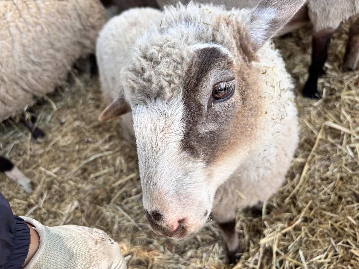 428Yt's tweet photo. 私も好きだけど、絶対私のこと好きだよね？🐑

毎日遊んでたら仲良くなったw
ミルクあげてないと羊ってあまり懐かないんだけど顔面推しだったから毎日アピールしたら懐いたwww

これぞ、ときめきメモリアルひつじVer.攻略！ https://t.co/AWNND9MPAa